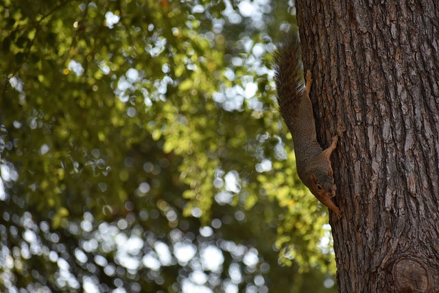 是湖人能够 是湖人能够